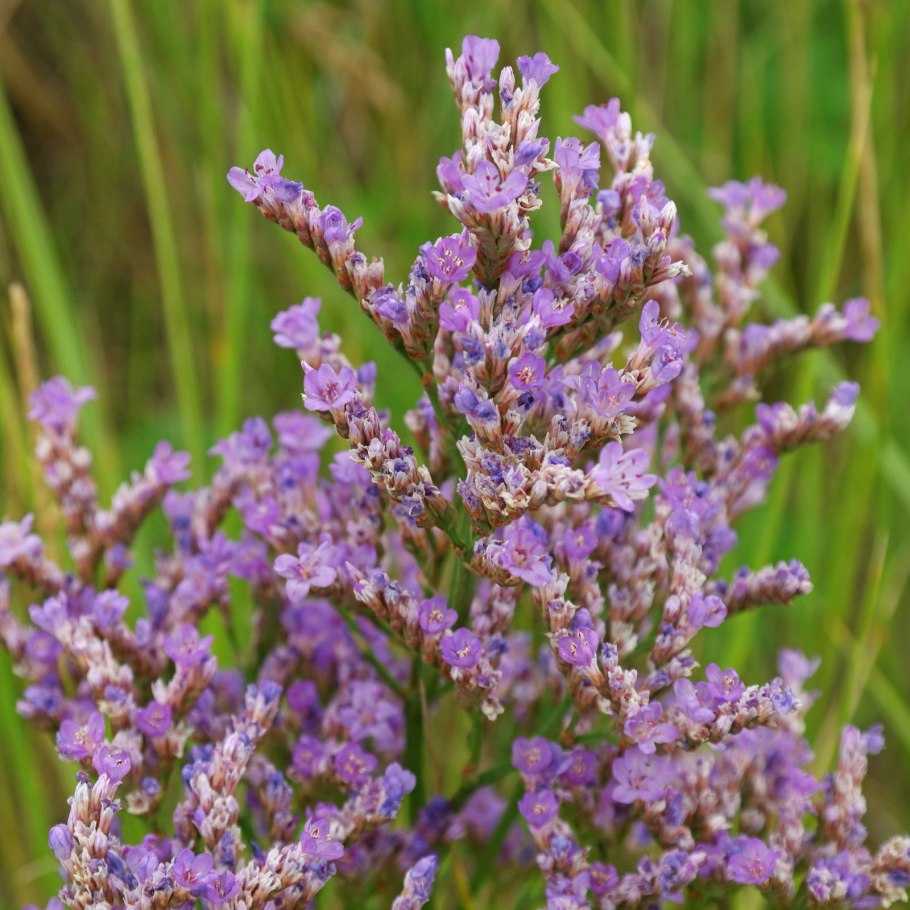 Кермек (limonium)