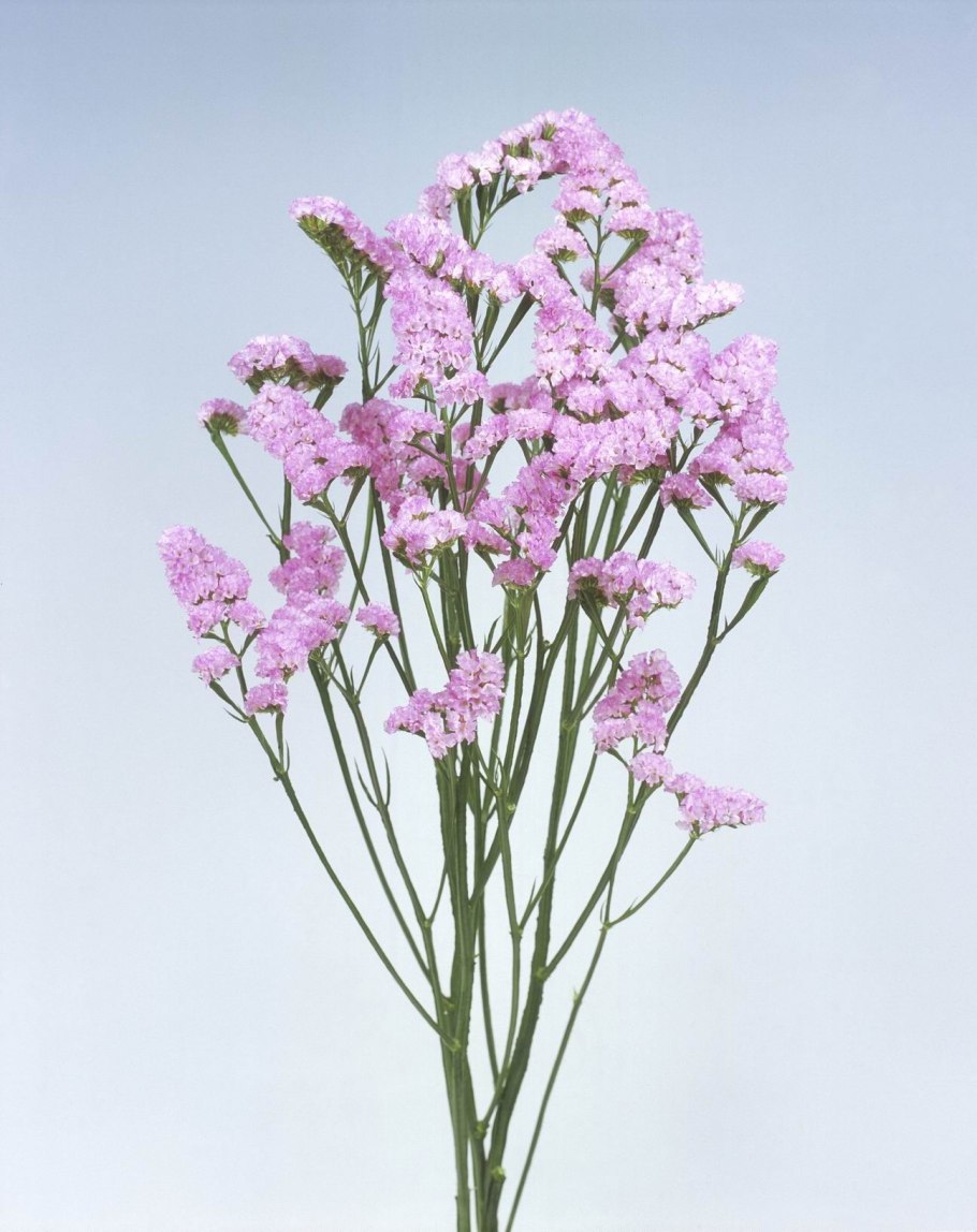 Лимониум цветок