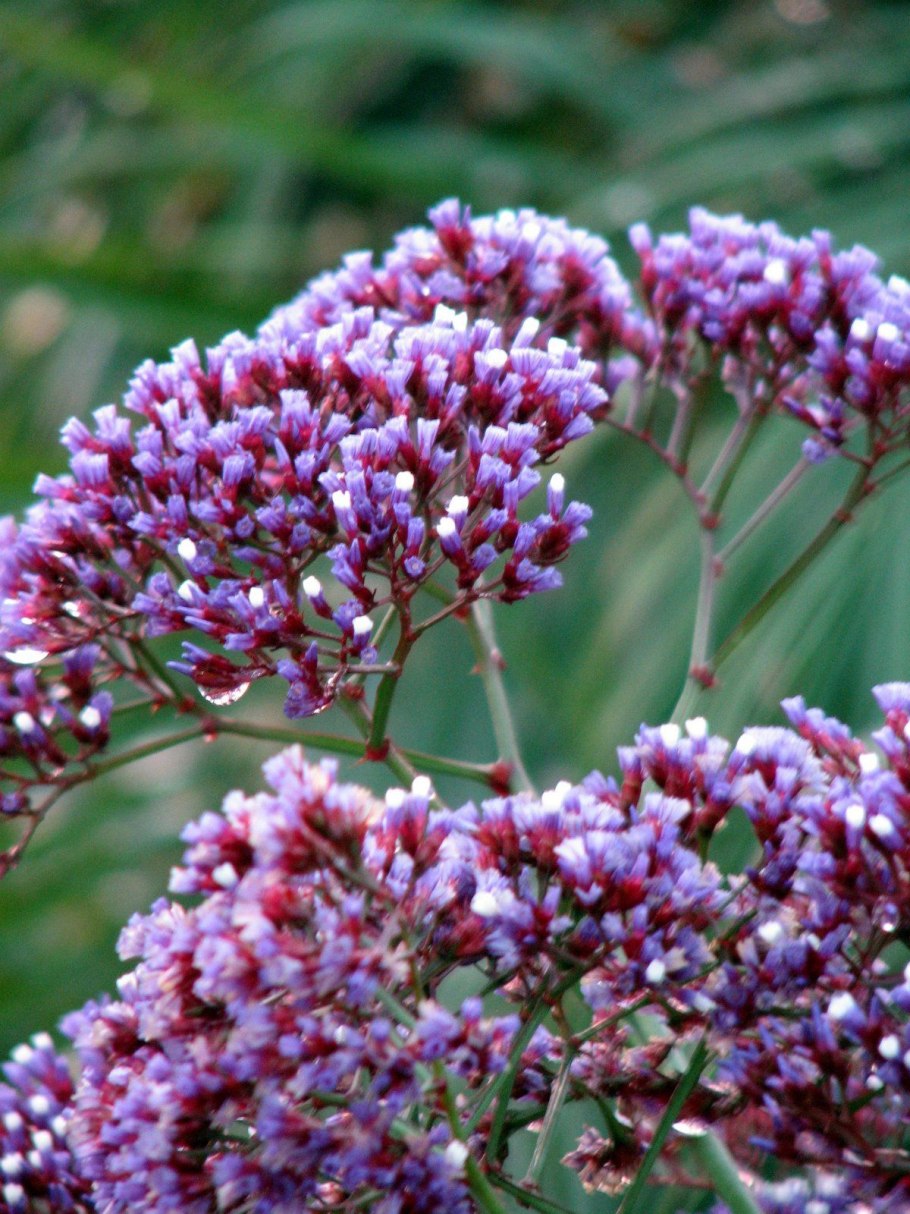 Кермек широколистный