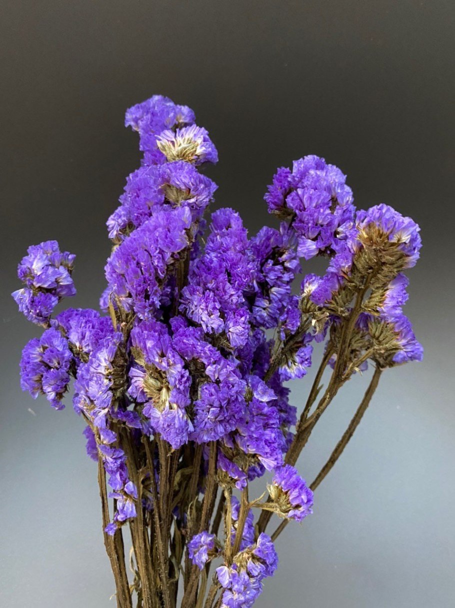 Статице (кермек).