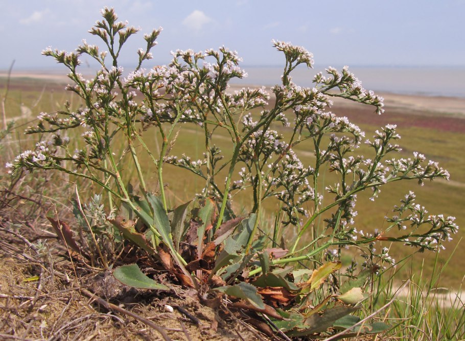 Limonium carolinianum