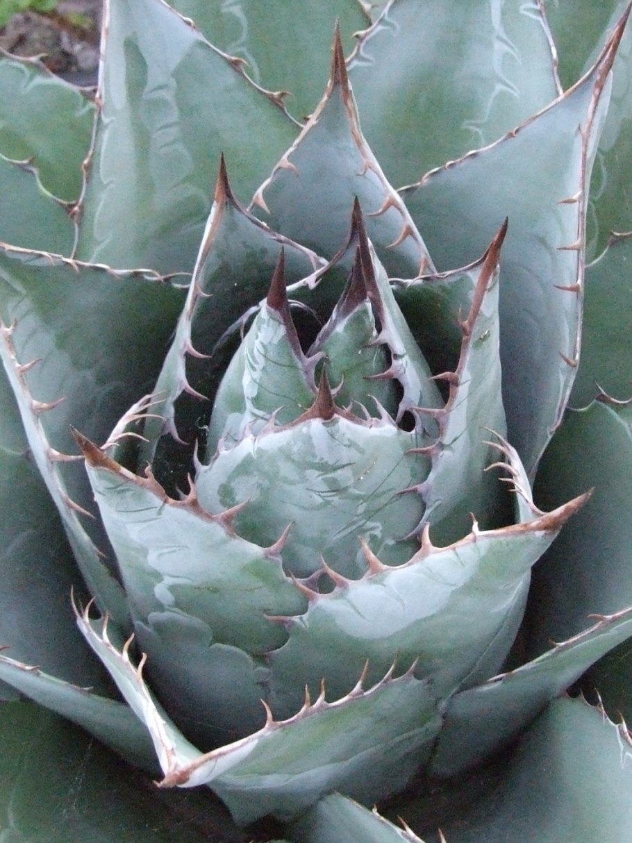 Агава Перри