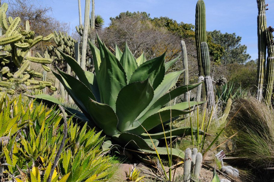 Agave nussaviorum - Агава нуссавиорум