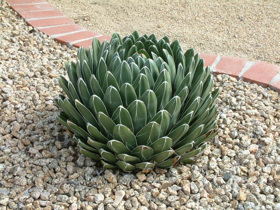 Агава сизалевая (Agave sisalana Mexico
