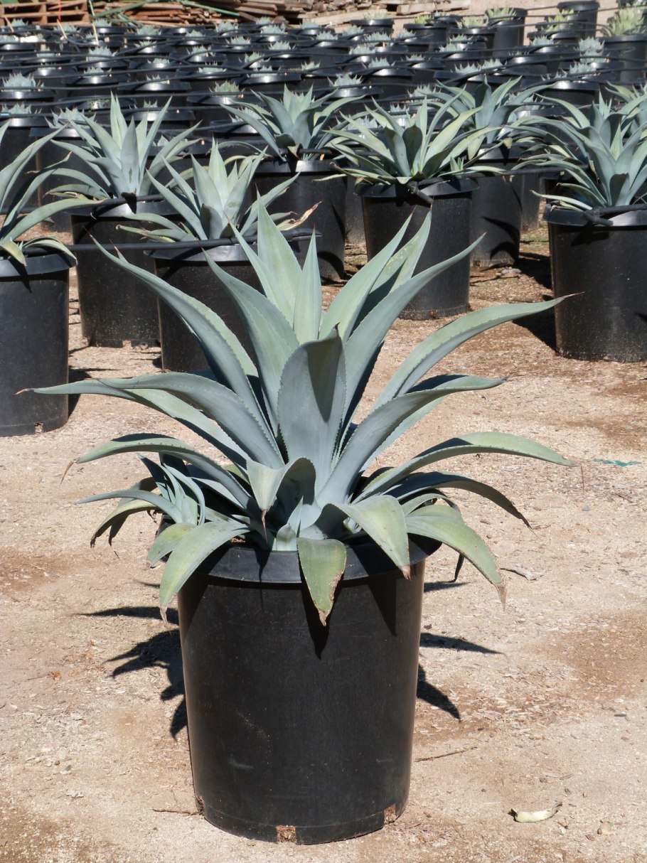 Сумки из Агавы