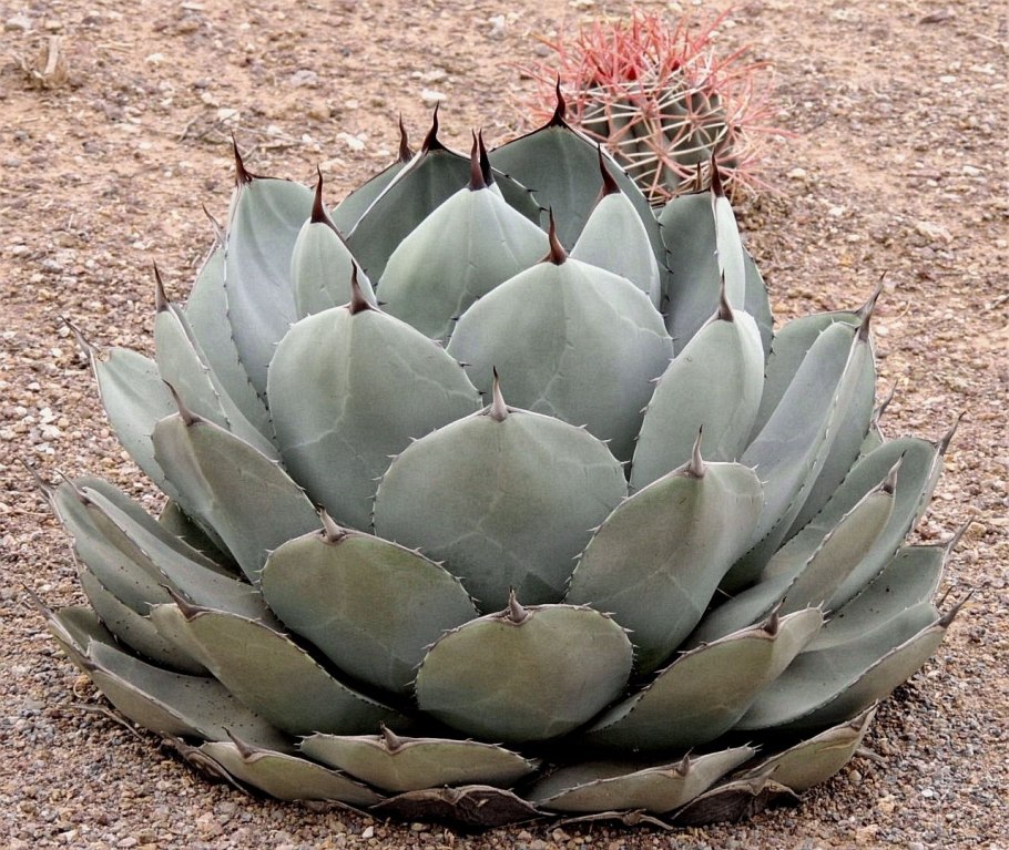 Агава Парри