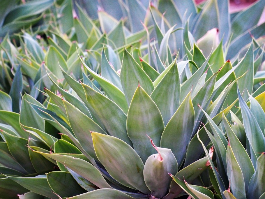 Agave attenuata