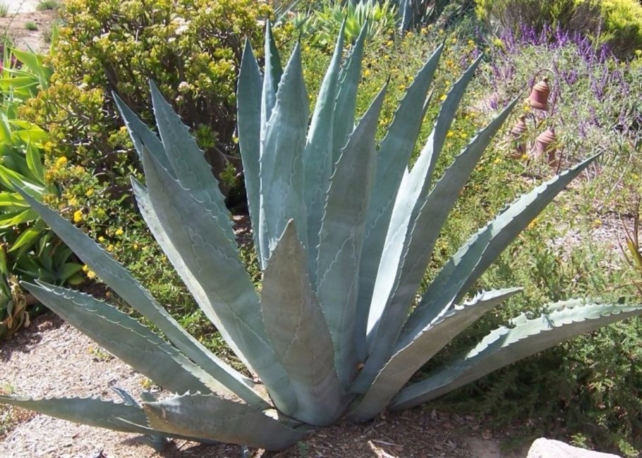 Агава американская