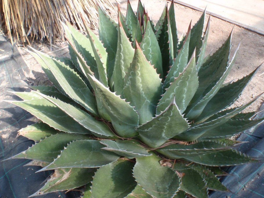 Agave parrasana сеянцы