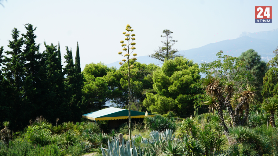 Никитский ботанический сад крым