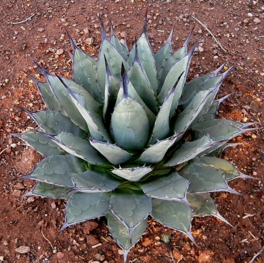 Agave nussaviorum
