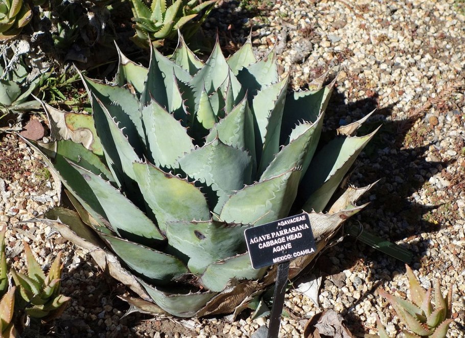 Agave cupreata