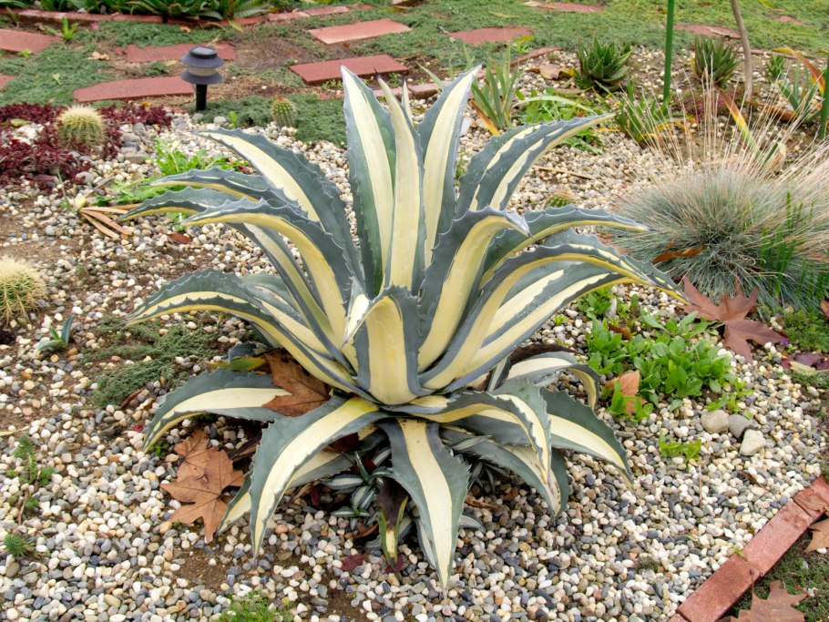 Агава американская