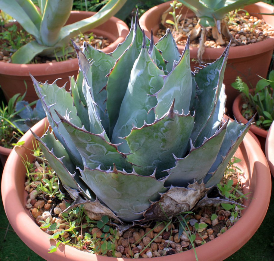 Агава комнатная виды