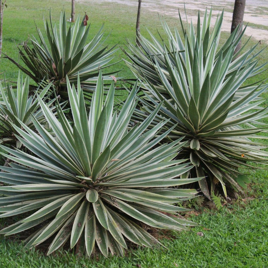 Agave angustifolia marginata
