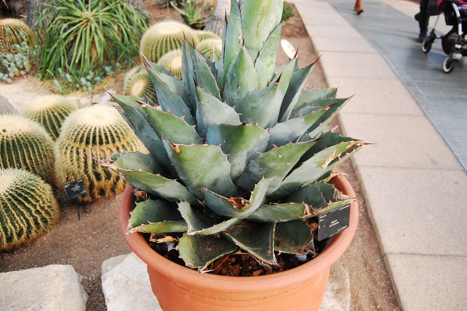 Agave parrasana Fireball