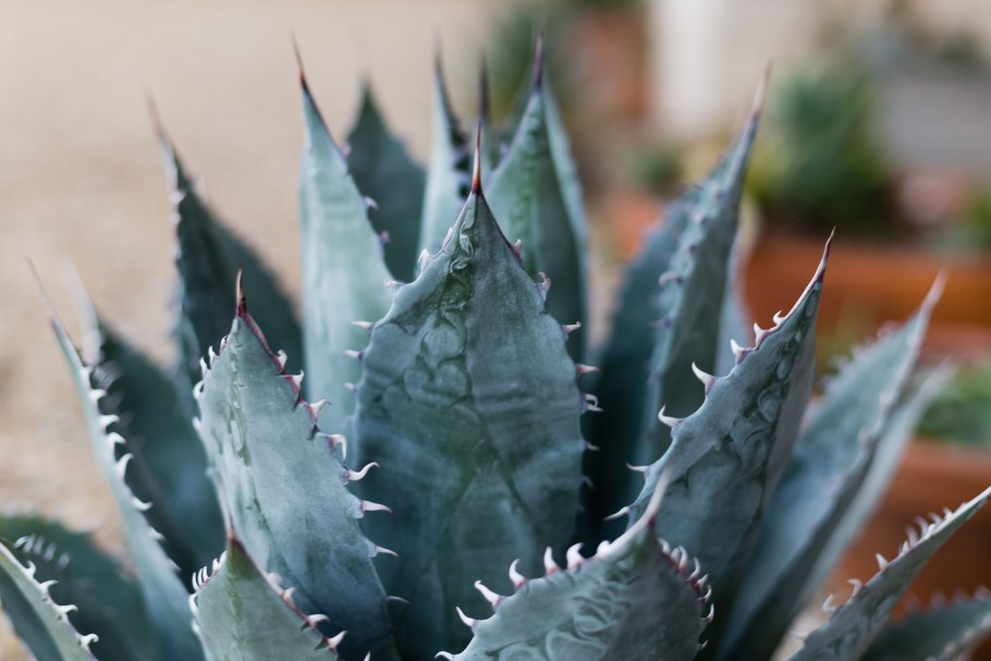 Agave nussaviorum - Агава нуссавиорум