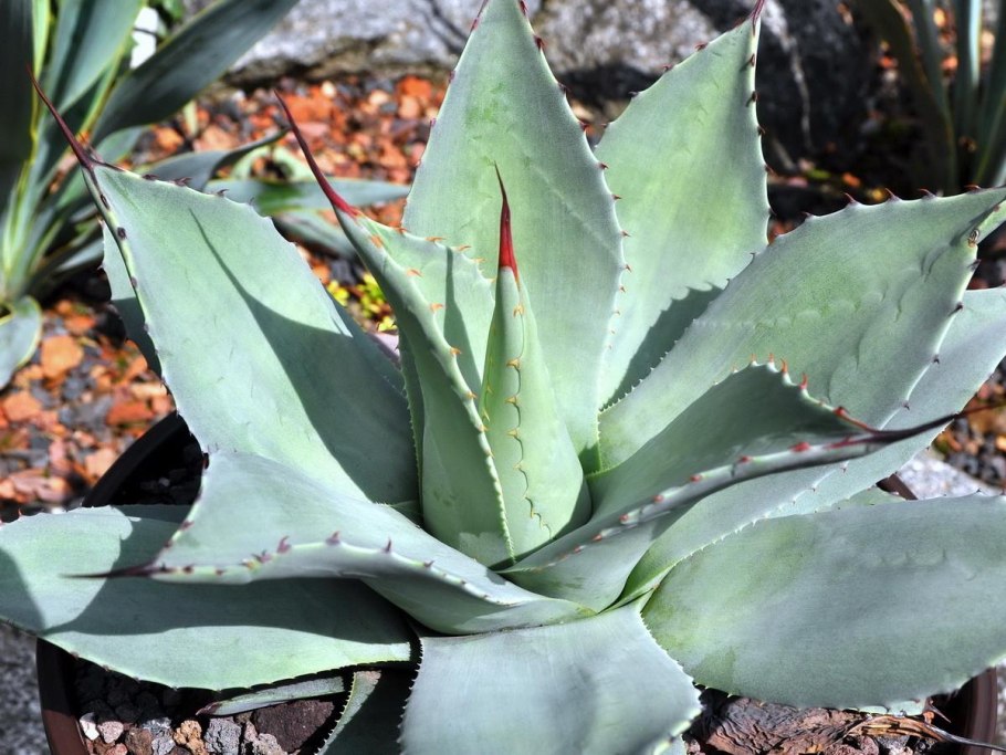 Agave parryi 'truncata'