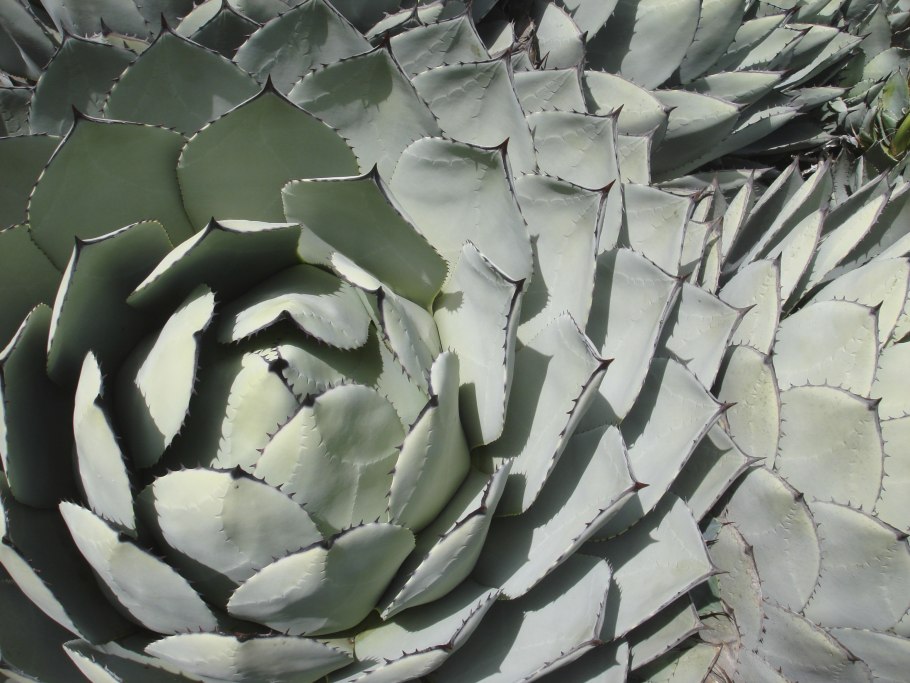 Агава хрисофилла