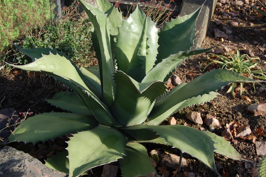 Agave salmiana var ferox