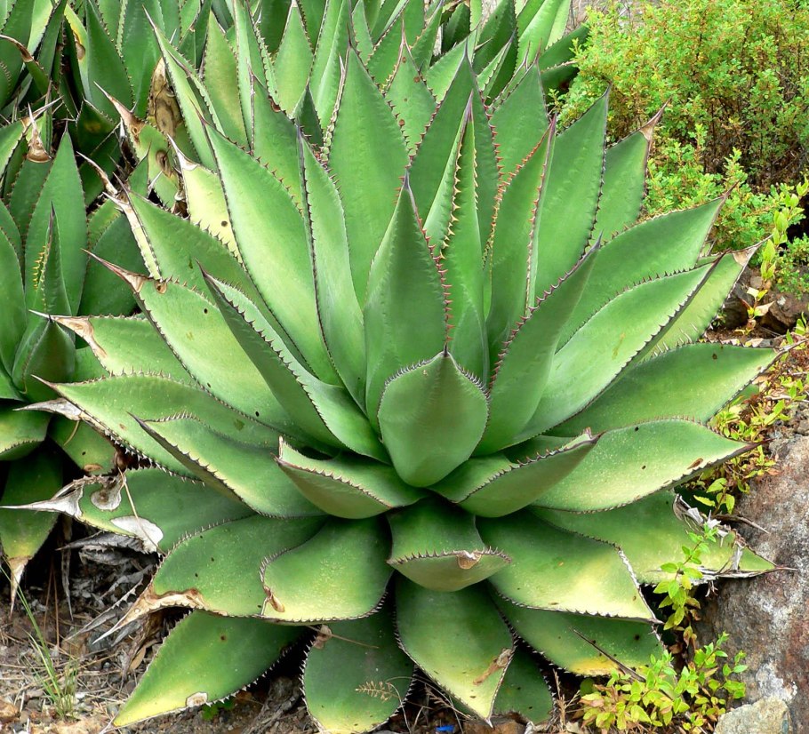 Agave parryi var huachucensis