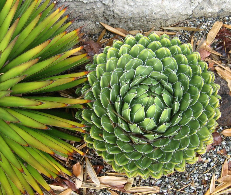 Agave victoriae reginae