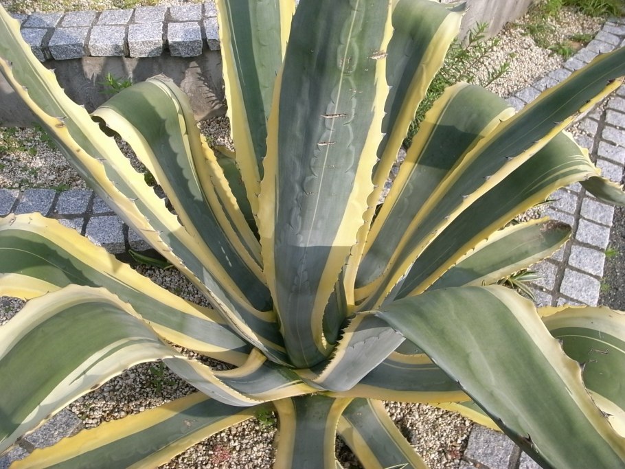 Агава паррасская цветение