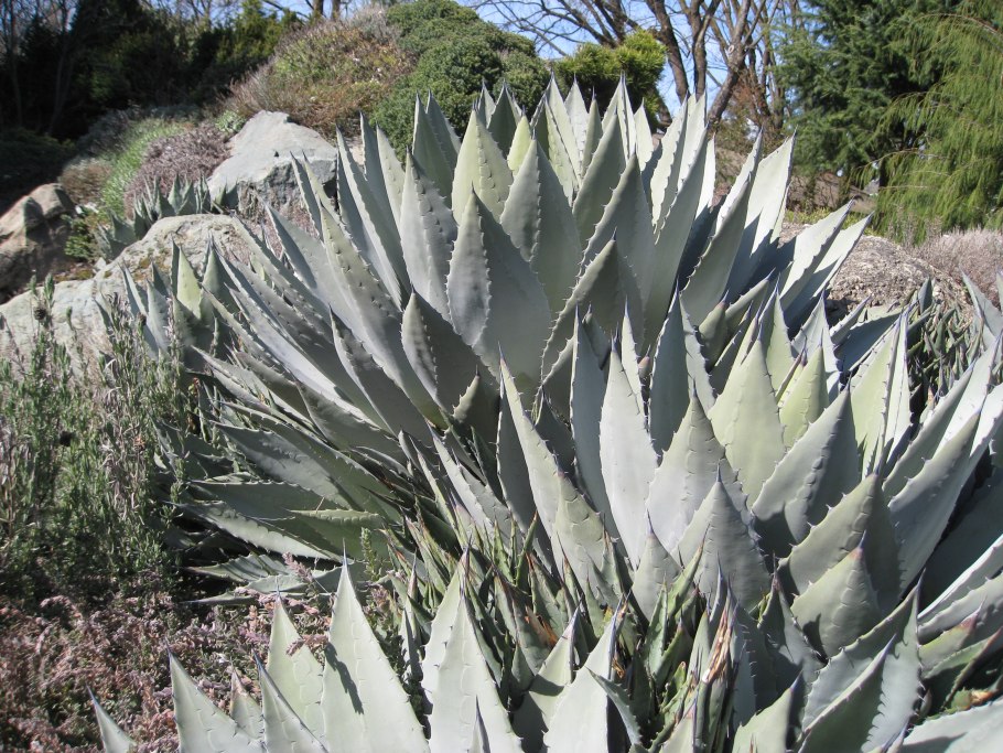 Agave palmeri