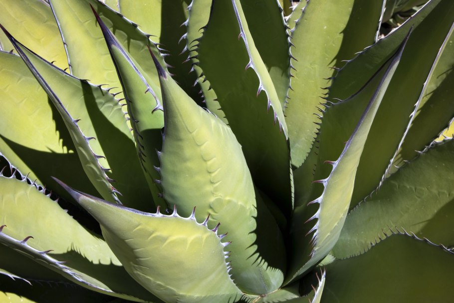 Agave nectar