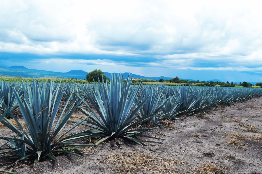 Голубая агава для текилы