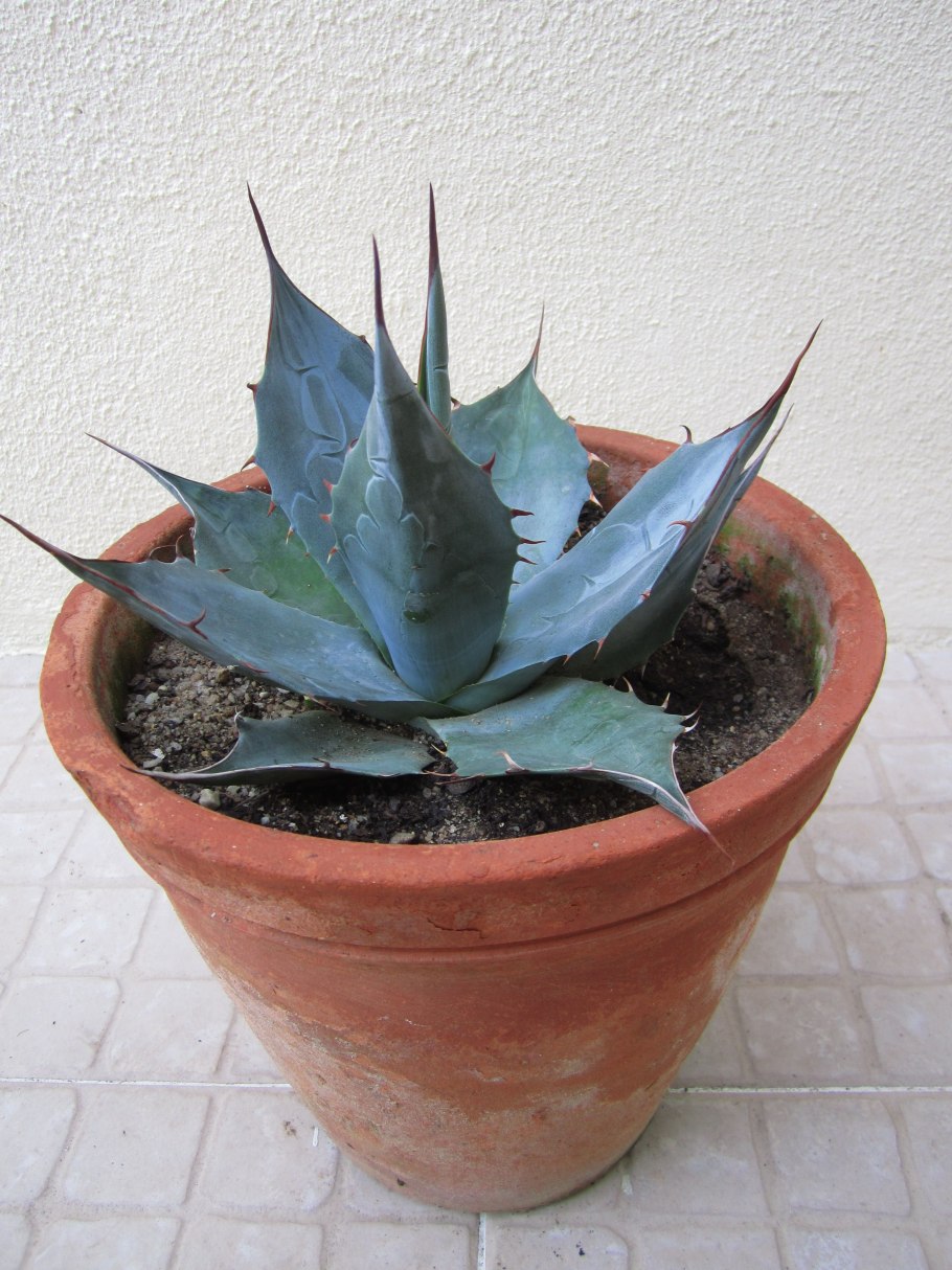 Агава комнатное растение