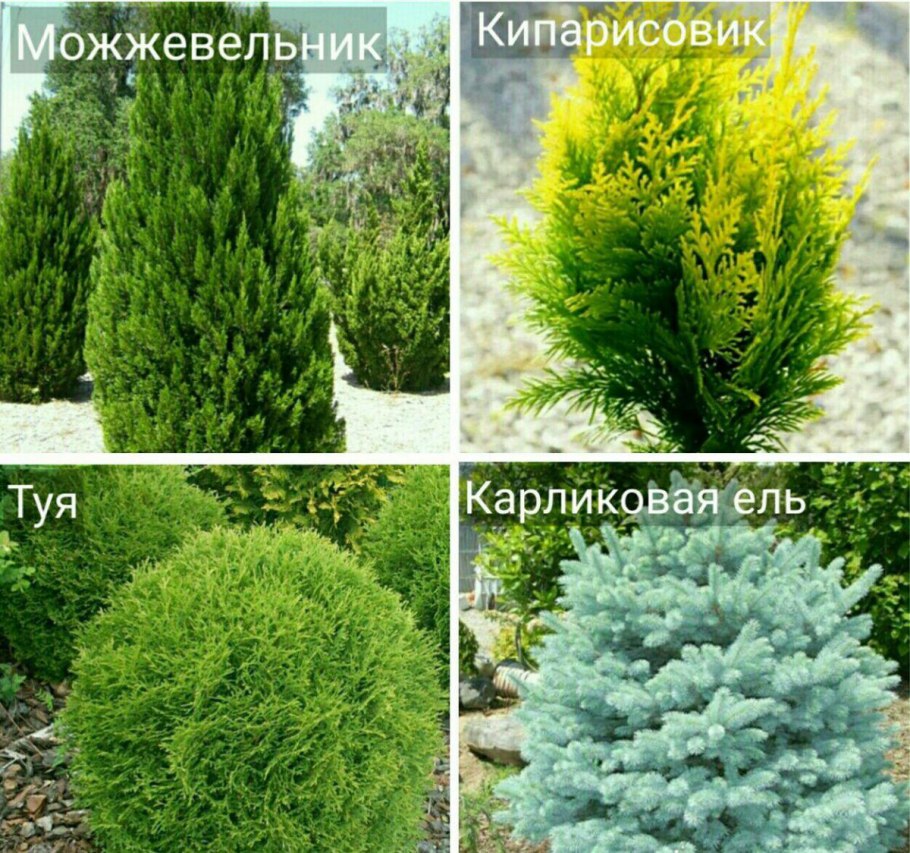 Хвойные и лиственные растения