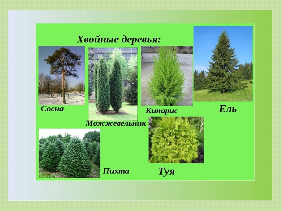 Ель кедр сосна пихта туя