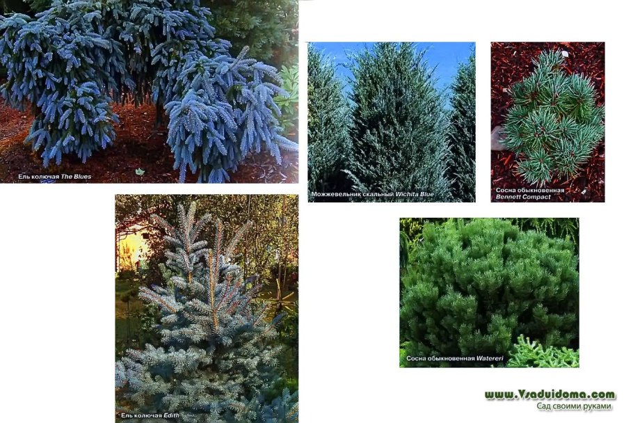 Многообразие хвойных растений
