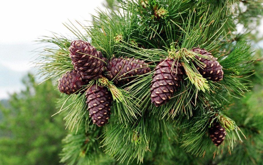 Сибирская пихта цветет