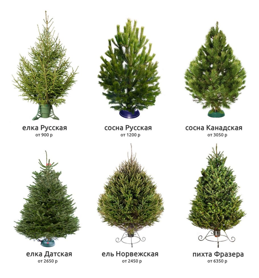 Пихта хвоя характеристика