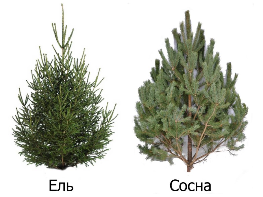 Хвойные деревья названия