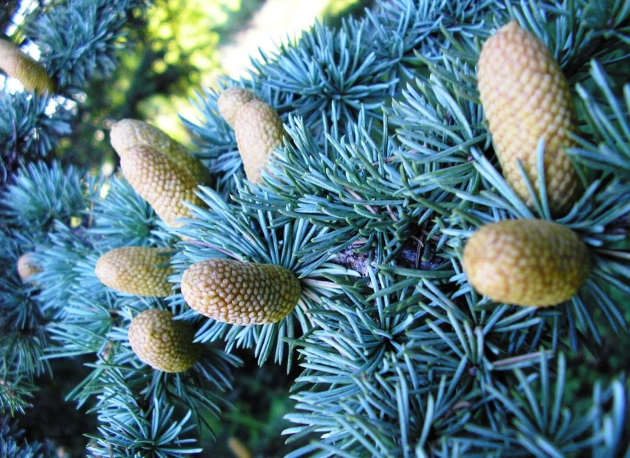 Ель пихта лиственница