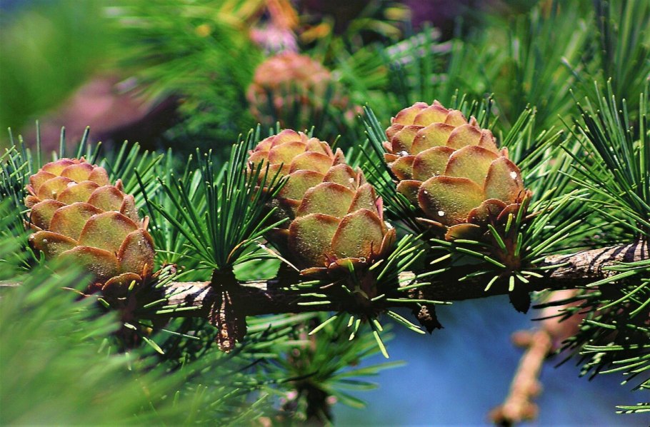 Псевдотсуга Мензиса (Pseudotsuga menziesii)