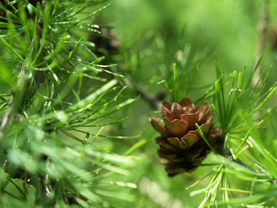 Пихта корейская ель сосна