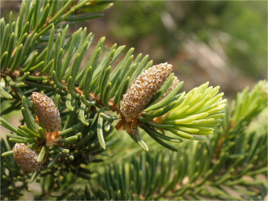 Лиственница Сибирская Larix sibirica