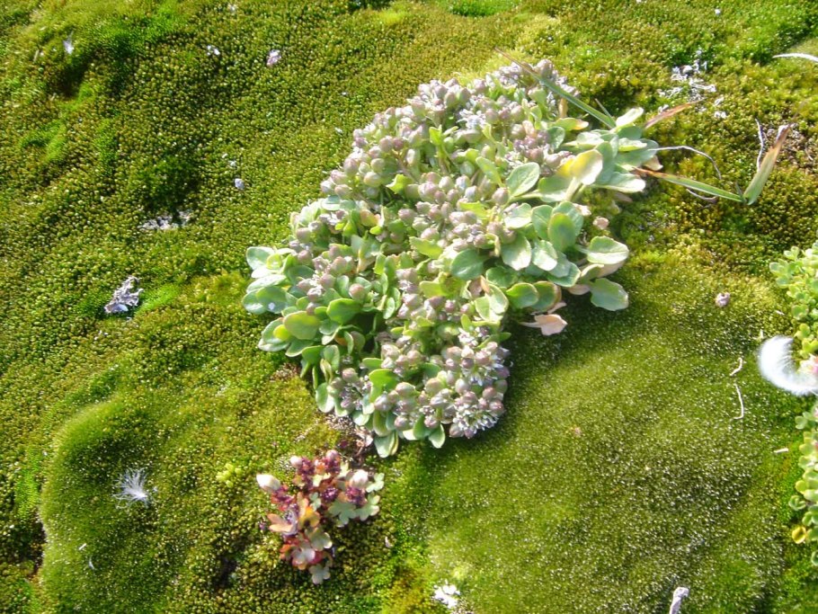 Митчелла ползучая