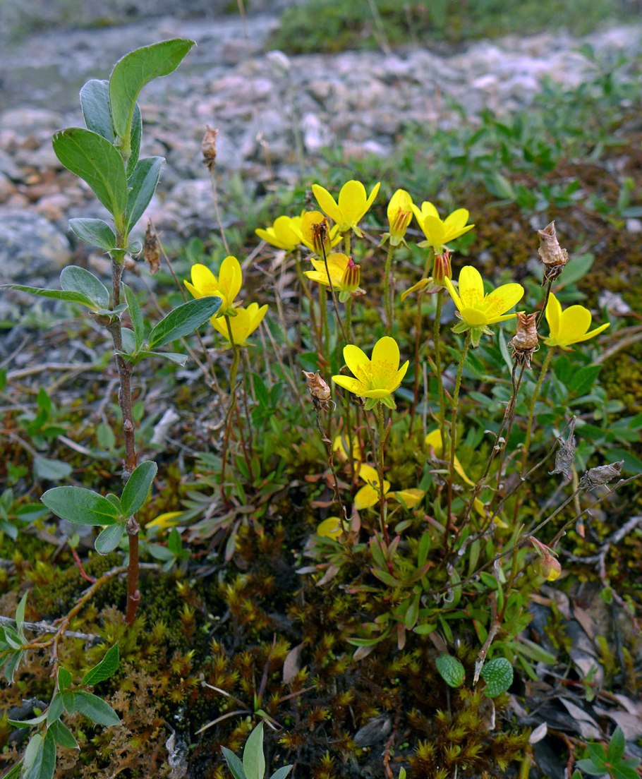 Saxifraga flagellaris