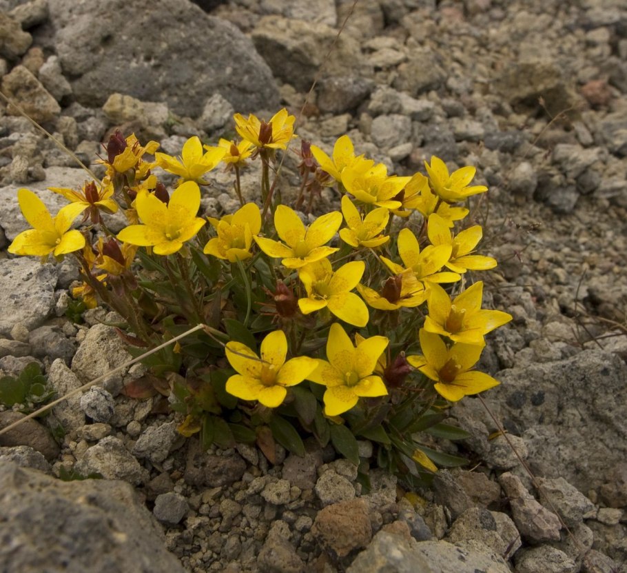 Saxifraga flagellaris