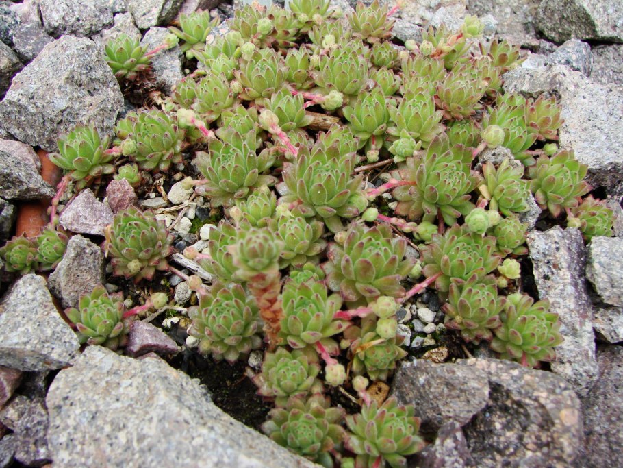 Молодило sempervivum cassiopea