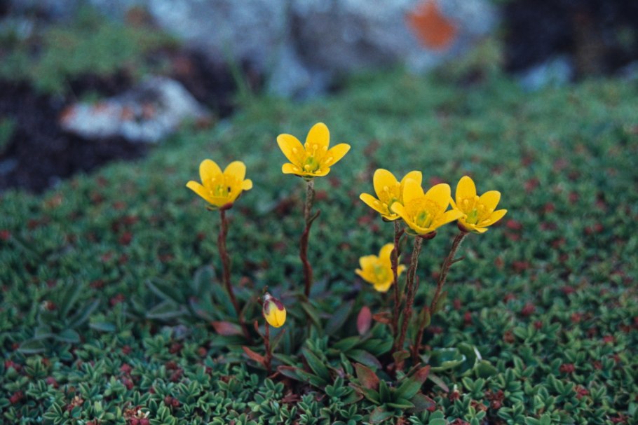 Saxifraga flagellaris
