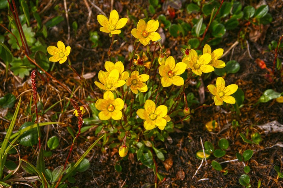 Камнеломка Болотная, камнеломка козлик,
