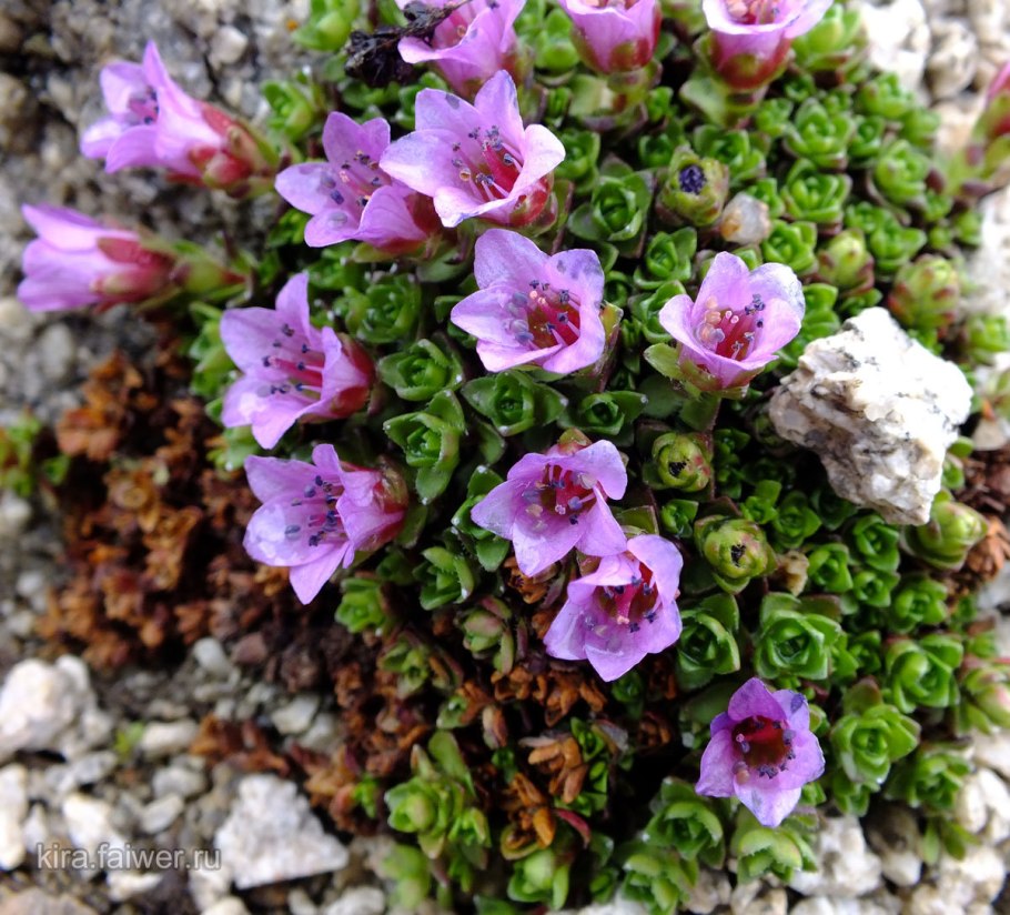 Saxifraga oppositifolia