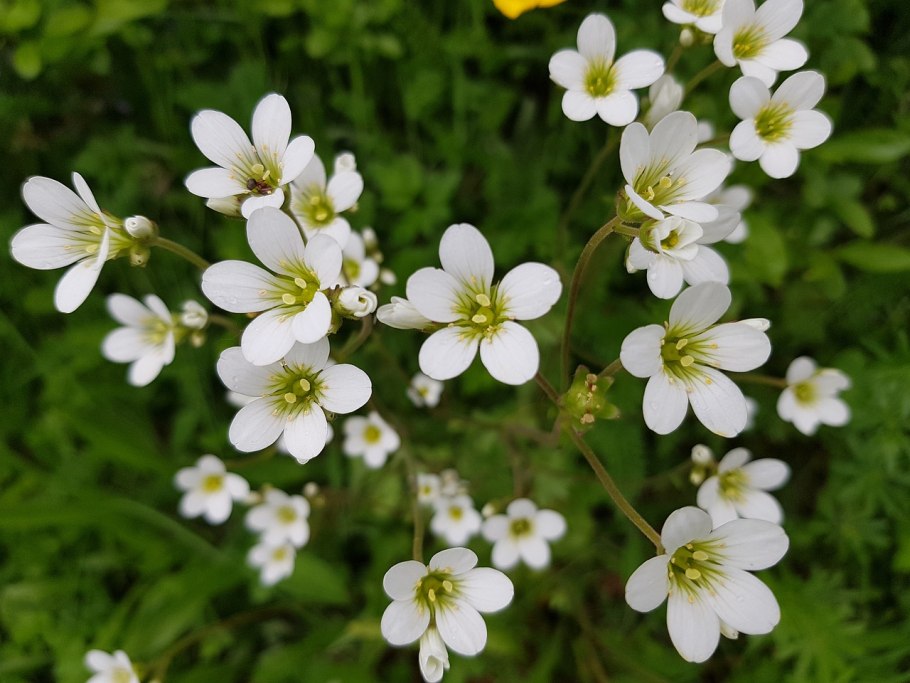 Камнеломка арендса