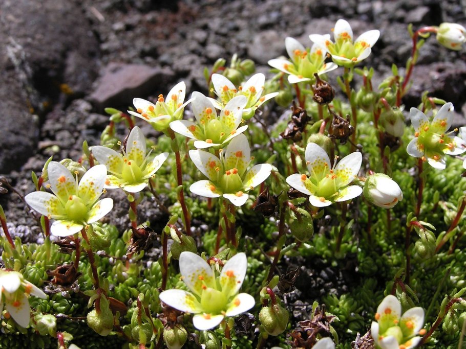 Камнеломка Родина